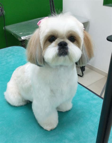 tosa ursinho shih tzu